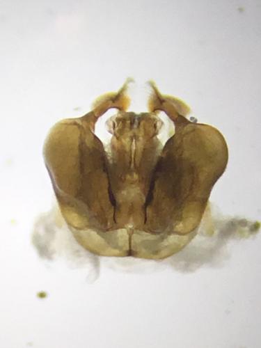 Seladonia vestita